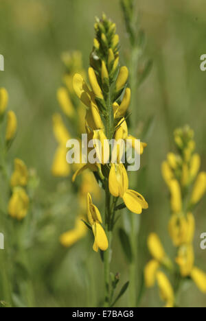 Dyer's broom, genista tinctoria Banque D'Images