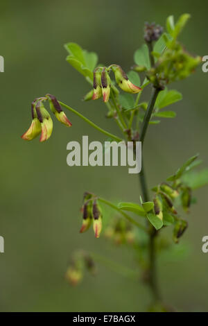 Hippocrepis emerus, Senna scorpion Banque D'Images