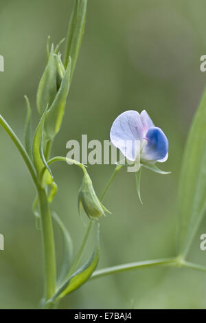 Gesse lathyrus sativus, bleu Banque D'Images