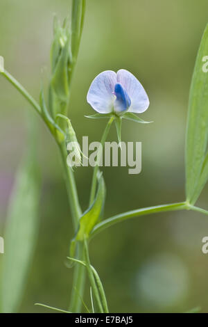 Gesse lathyrus sativus, bleu Banque D'Images