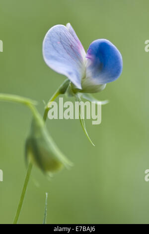 Gesse lathyrus sativus, bleu Banque D'Images