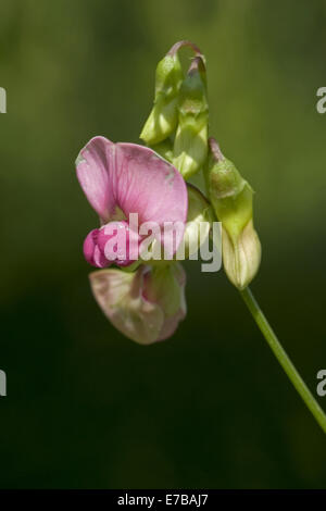 Télévision, Lathyrus sylvestris pois Banque D'Images