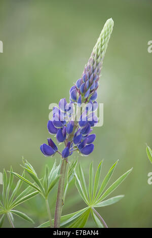 Lupin à grandes feuilles, Lupinus polyphyllus Banque D'Images