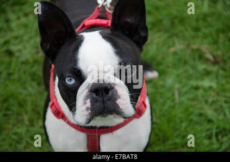 Bouledogue français close up Banque D'Images