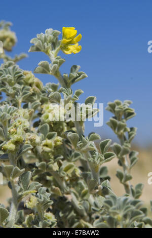 Lupuline Medicago marina, mer Banque D'Images