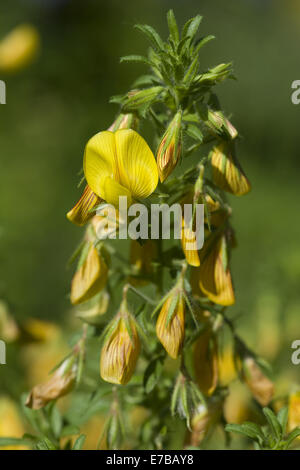 Restharrow Ononis natrix, jaune Banque D'Images