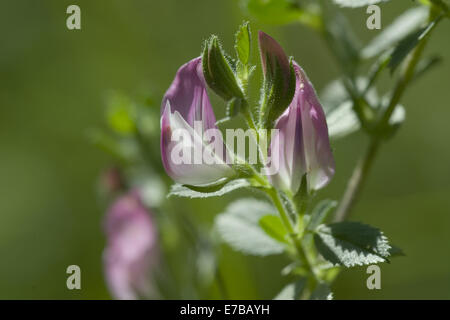Common restharrow, ononis repens Banque D'Images