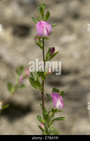 Common restharrow, ononis repens Banque D'Images