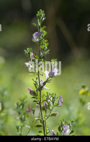 Common restharrow, ononis repens Banque D'Images