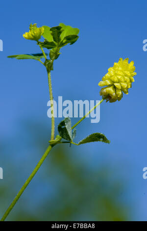 Hop trefoil, Trifolium campestre Banque D'Images