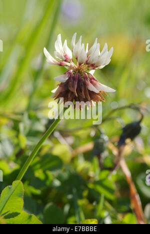 Le trèfle blanc, Trifolium repens Banque D'Images