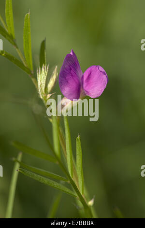 Vesce Vicia angustifolia ssp. angustifolia Banque D'Images