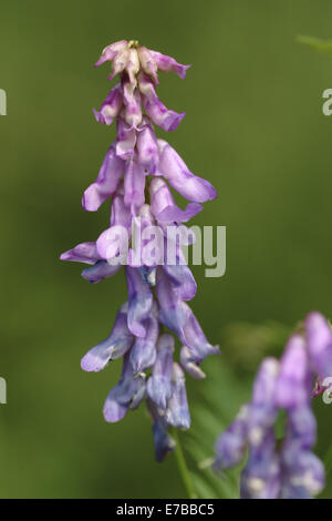 Bird vitch, Vicia cracca Banque D'Images