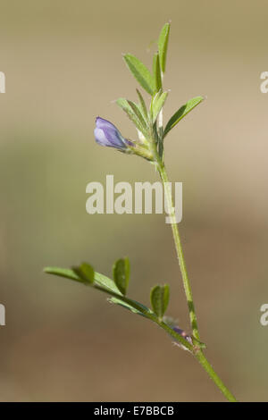 La vesce de printemps, Vicia lathyroides Banque D'Images