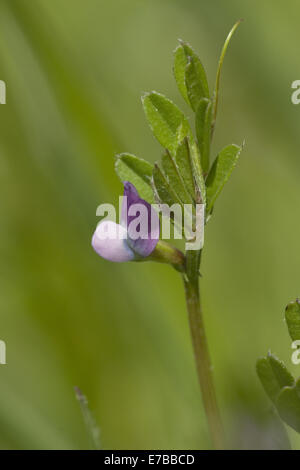 La vesce de printemps, Vicia lathyroides Banque D'Images