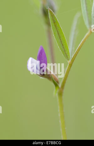 La vesce de printemps, Vicia lathyroides Banque D'Images