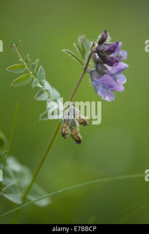 Vesce vicia sepium, Bush Banque D'Images