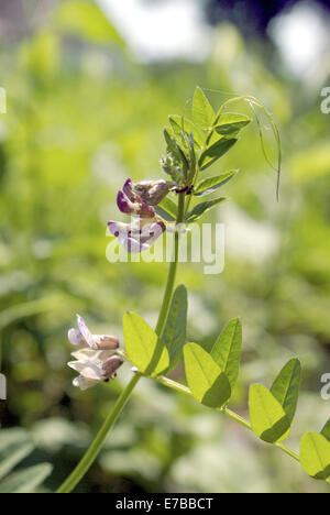 Vesce vicia sepium, Bush Banque D'Images