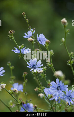 Chicorée cichorium intybus, commun Banque D'Images