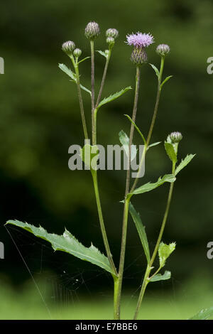 Chardon, Cirsium arvense Banque D'Images