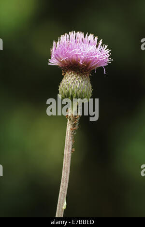 Melancholy thistle Cirsium heterophyllum, Banque D'Images