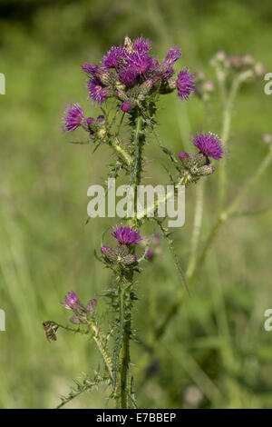 Marsh thistle Cirsium palustre, Banque D'Images