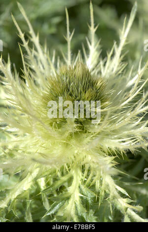 Thistle, Cirsium spinosissimum Banque D'Images