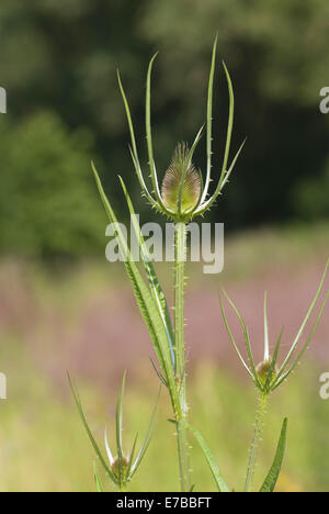 Fuller, cardère Dipsacus fullonum Banque D'Images