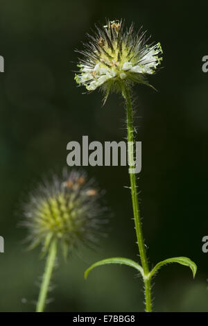 Cardère dipsacus pilosus, petite Banque D'Images