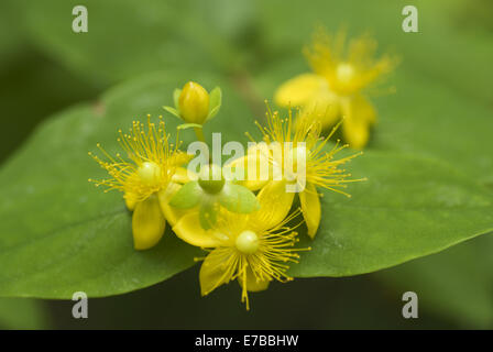 Tutsan, Hypericum androsaemum Banque D'Images