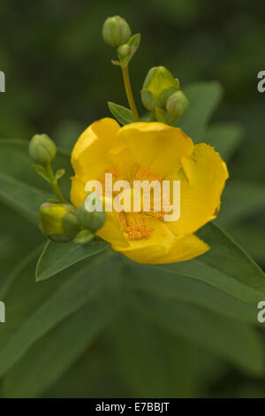 St. John's wort, hypericum patulum var. henryi Banque D'Images