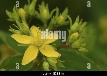 Square pétiolées st. john's wort, hypericum tetrapterum Banque D'Images