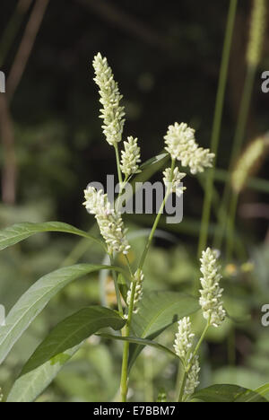 Persicaria lapathifolia renouée persicaire pâle, ssp. pallida Banque D'Images