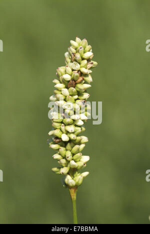 La renouée persicaire, Persicaria maculosa Banque D'Images