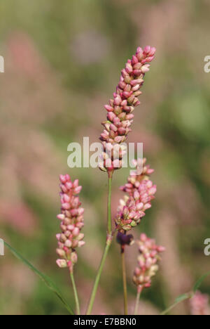 La renouée persicaire, Persicaria maculosa Banque D'Images