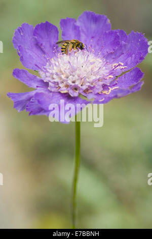 Scabious Scabiosa caucasica caucasiens, Banque D'Images