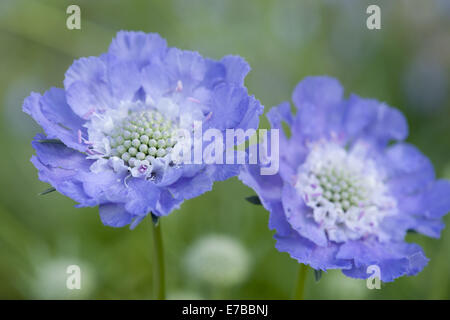 Scabious Scabiosa caucasica caucasiens, Banque D'Images