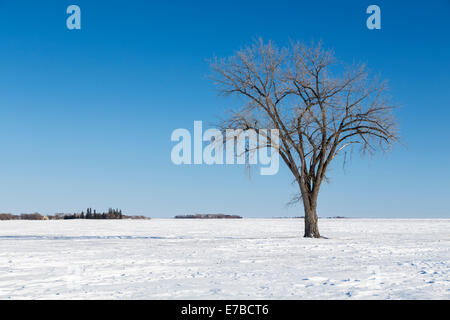 Un arbre isolé sur un terrain couvert de neige dans les prairies près de Myrtle, Manitoba, Canada. Banque D'Images