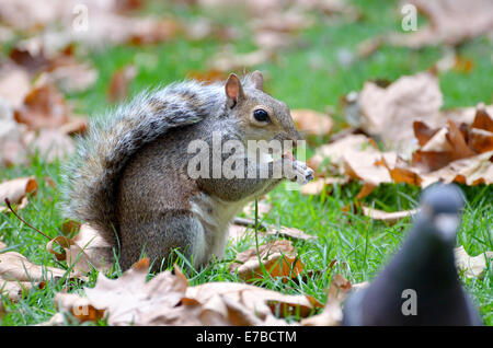 L'Écureuil gris (Sciurus carolinensis) à St James's Park, Londres. Septembre Banque D'Images