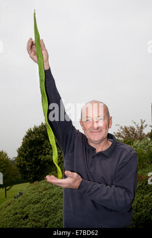 Harrogate, Yorkshire, UK. 12 Septembre, 2014. Joe Atherton, géant de la production légumière du Mansfield Leeds, avec son 36' La Notice Haricot vainqueur à la Harrogate Automne Annuel Flower Show, où les attractions incluent le concours de légumes géants, le spectacle étant classé au top des trois événements de jardinage. Banque D'Images