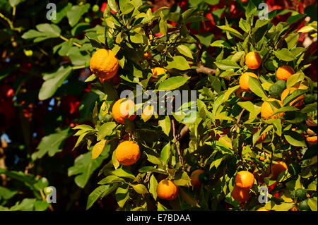 Plantes ornementales de l'Orange amère (Citrus aurantium ssp. aurantium), les oranges accroché sur l'arbre, Allemagne Banque D'Images