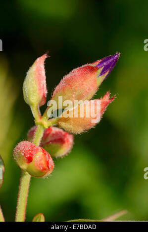 Tibouchina urvilleana Princess (fleurs), des boutons de fleurs, des autochtones au Brésil Banque D'Images