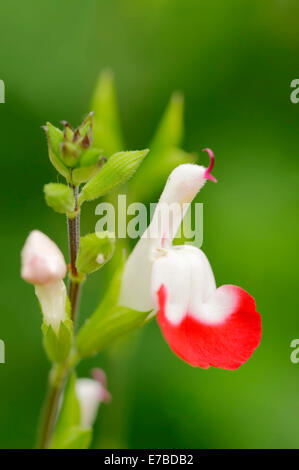 Bébé Sage ou Sage Cassis var 'Hot Lips' (Salvia microphylla), fleur, originaire d'Amérique du Nord Banque D'Images