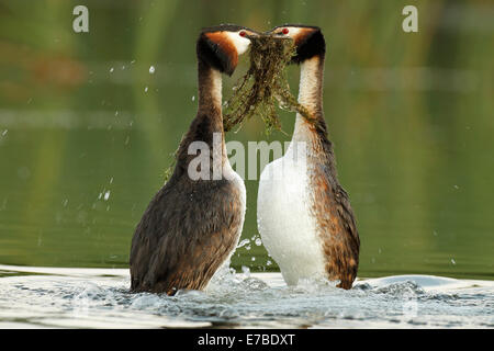 Beaucoup de grèbes huppés (Podiceps cristatus), hommes et femmes d'effectuer la danse de cour avec le matériel du nid Banque D'Images