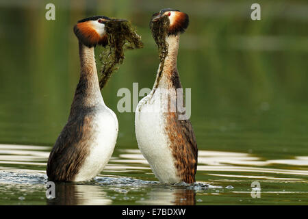 Beaucoup de grèbes huppés (Podiceps cristatus), hommes et femmes d'effectuer la danse de cour avec le matériel du nid Banque D'Images