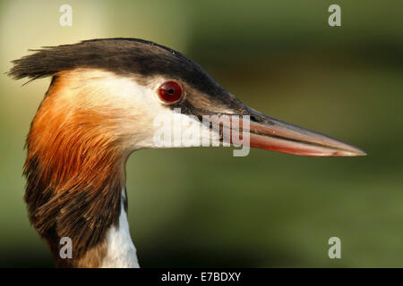 Grèbe huppé (Podiceps cristatus), portrait, Müritzgebiet salon, plateau des lacs Mecklembourgeois, Mecklembourg-Poméranie-Occidentale Banque D'Images