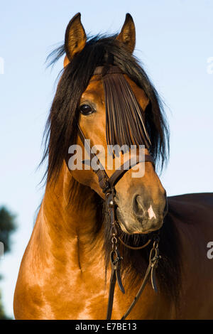 Cheval andalou, Cheval Espagnol pur ou pré cheval, Pura Raza Española, étalon baie avec un Vaquero bridle, Andalousie, Espagne Banque D'Images