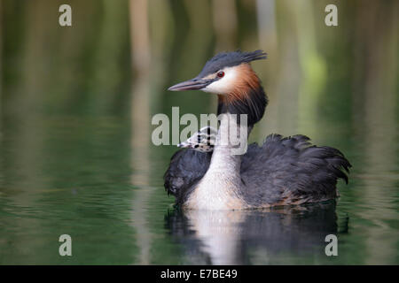 Grèbe huppé (Podiceps cristatus), avec les poussins d'oiseaux adultes dans son plumage sur un lac, Mecklembourg-Poméranie-Occidentale Banque D'Images