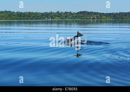 Dolphin Diving dans l'eau calme de baie des dauphins dans l'archipel de Bocas del Toro, Panama, la mer des Caraïbes Banque D'Images
