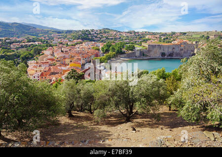 Vieux village de Méditerranée Collioure avec oliviers en premier plan, côte Vermeille, Roussillon, Pyrénées-Orientales, France Banque D'Images